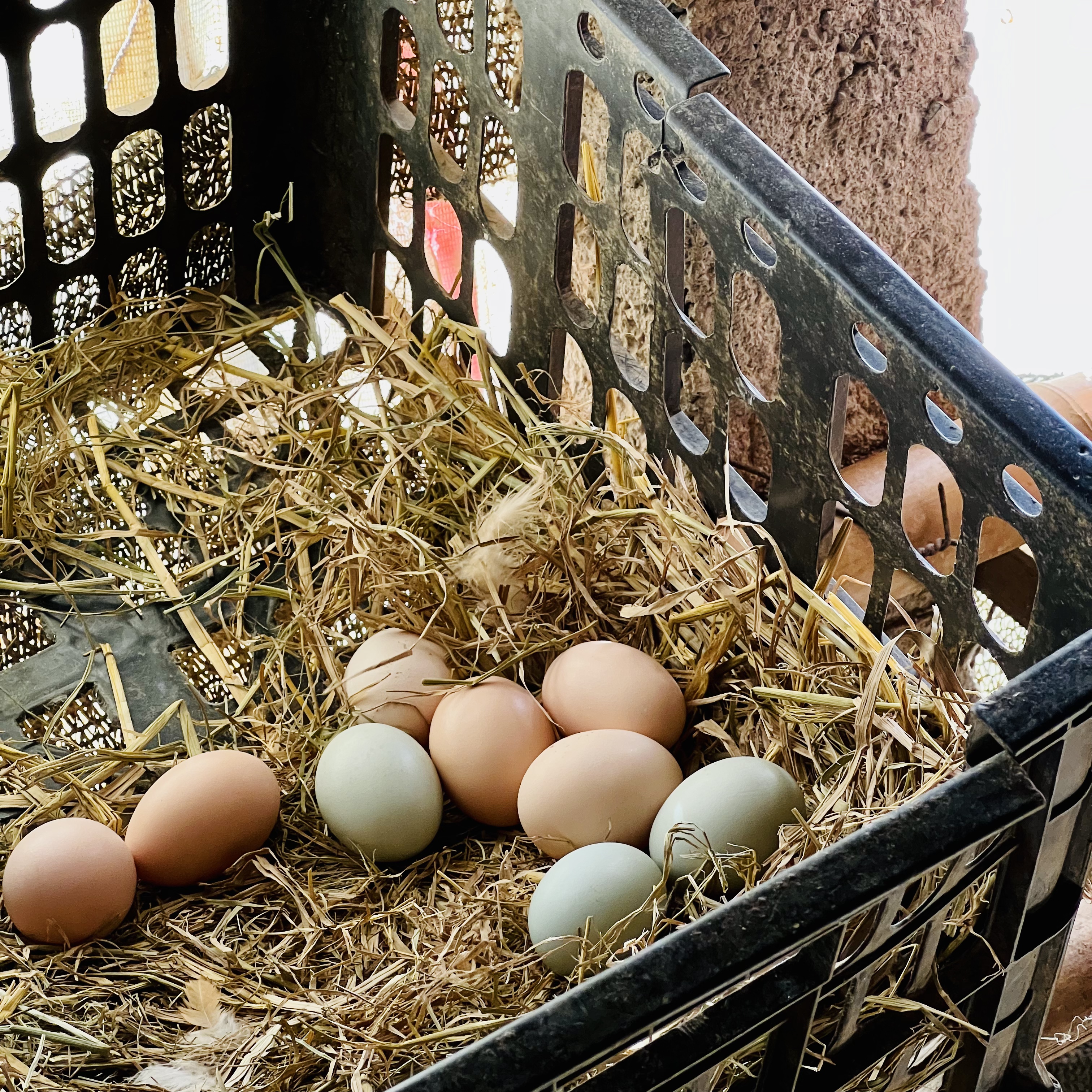 现代化养殖与品控