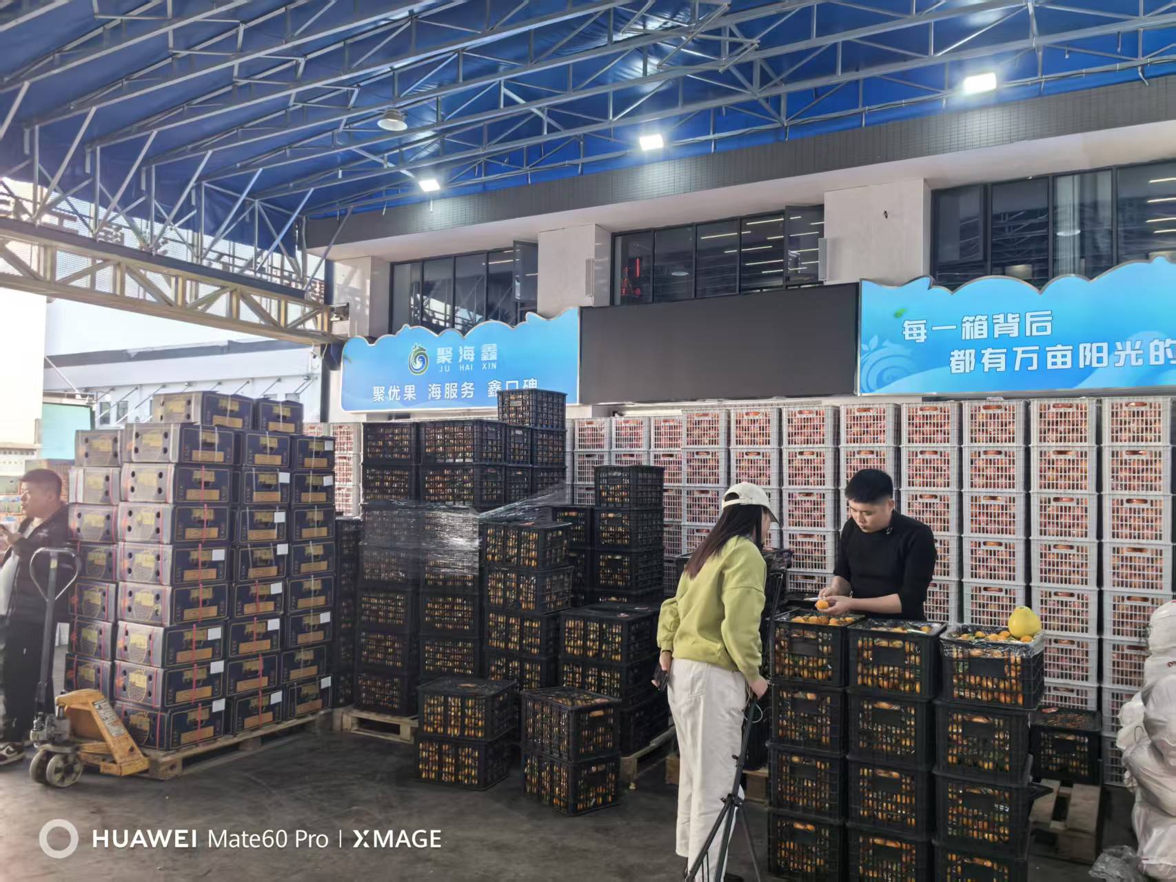 宸晞耙耙柑果园实景