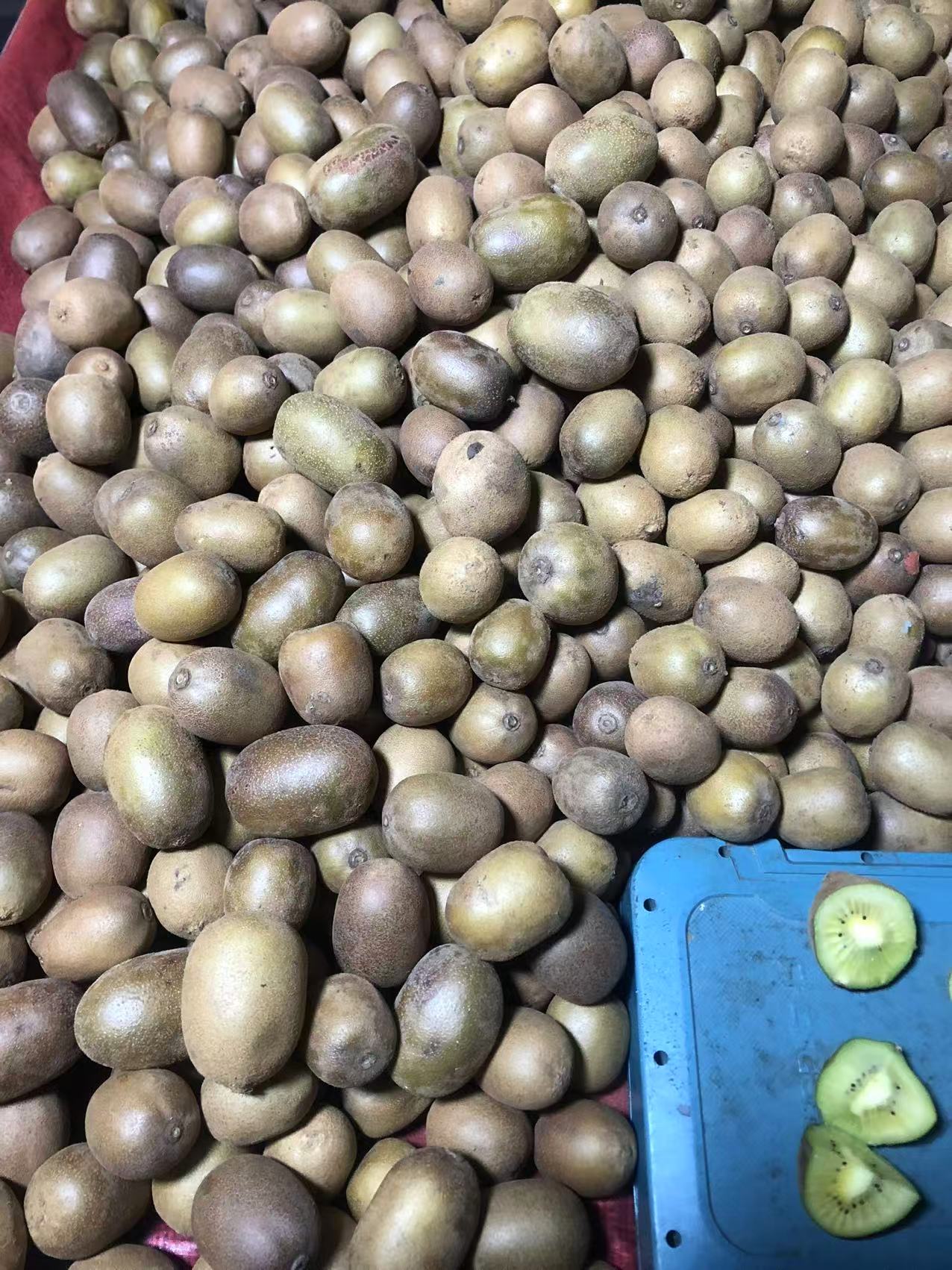 高山种植的红脆李果园