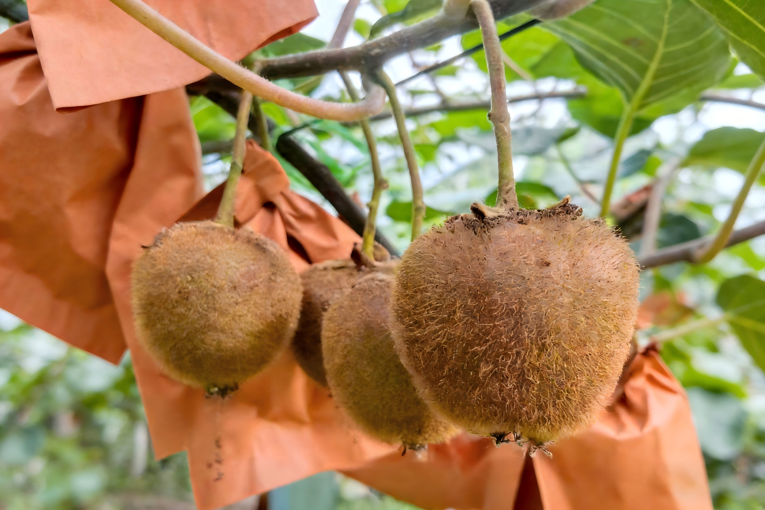 包装精美的红脆李礼盒产品