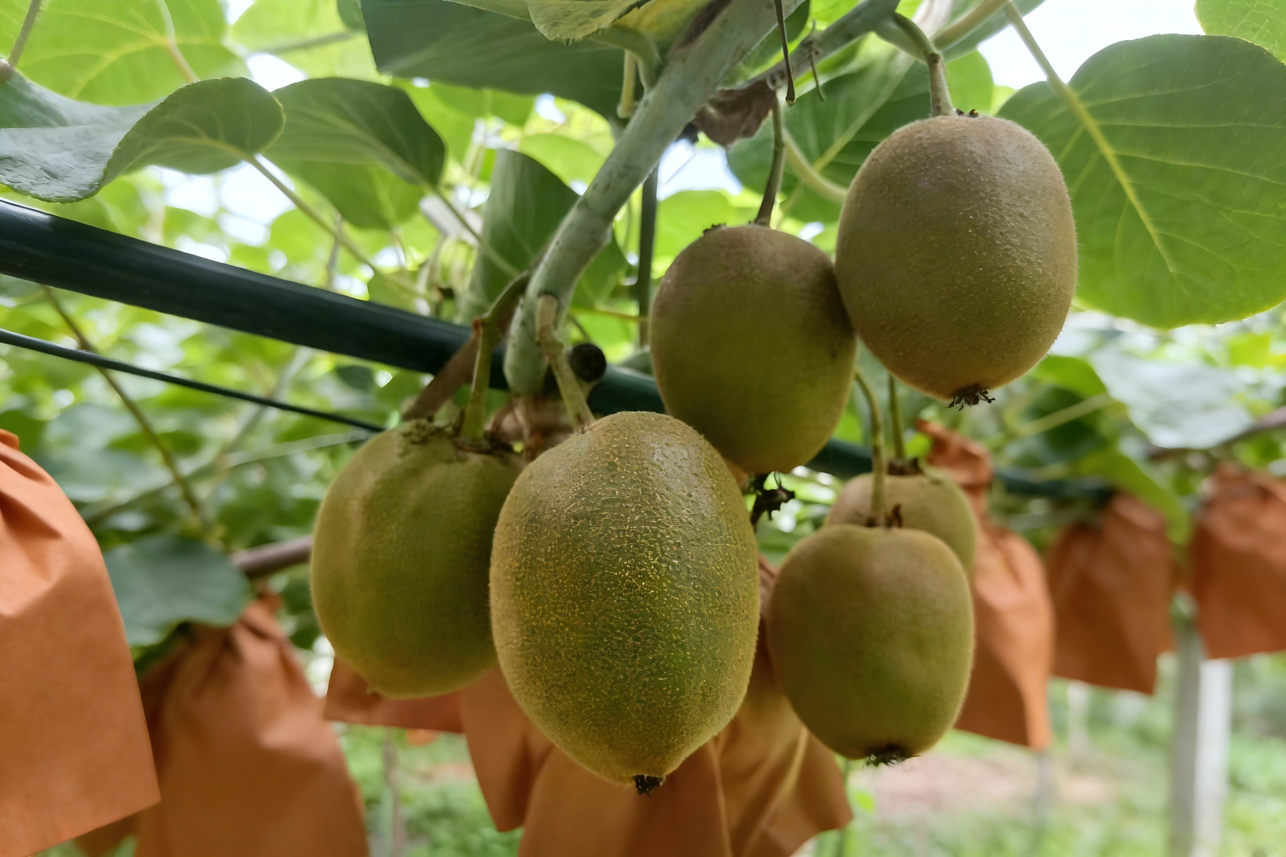 色泽鲜艳、果形端正的红脆李产品实拍